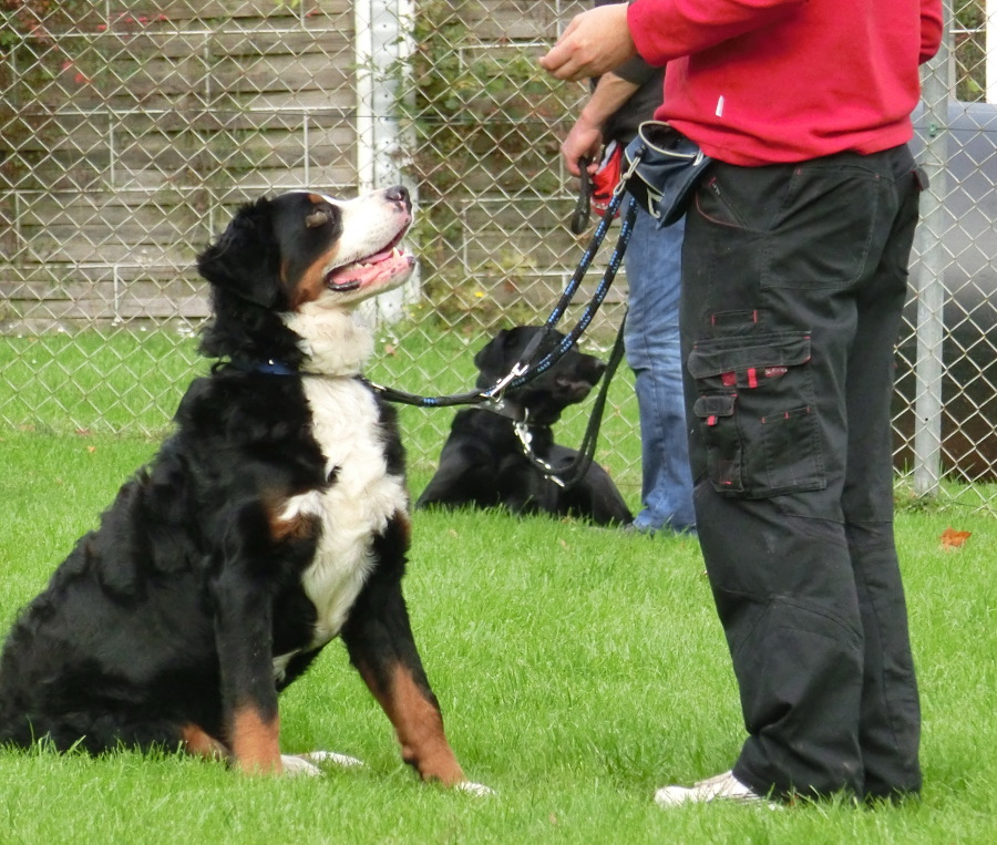 sonntagstraining_1_20141027_1264770743.jpg