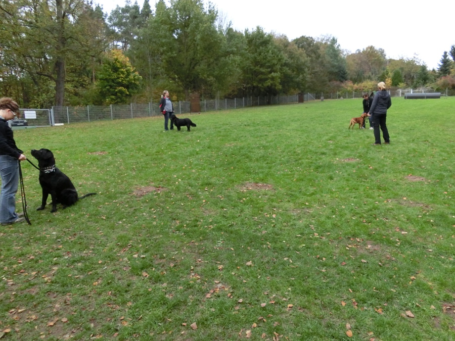 sonntagstraining_2_20141027_1067497044.jpg